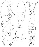 Species Paralabidocera grandispina - Plate 1 of morphological figures