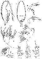 Espce Paracomantenna minor - Planche 1 de figures morphologiques