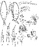 Espèce Spinocalanus magnus - Planche 6 de figures morphologiques