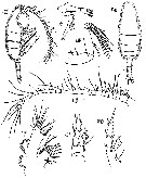Species Bradyetes inermis - Plate 1 of morphological figures