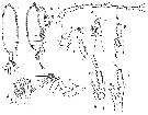 Espèce Gaetanus minor - Planche 9 de figures morphologiques