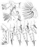 Species Chirundina streetsii - Plate 3 of morphological figures