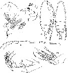 Espèce Pseudoamallothrix emarginata - Planche 9 de figures morphologiques