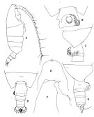 Species Undeuchaeta incisa - Plate 2 of morphological figures