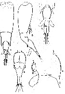 Species Farranula curta - Plate 7 of morphological figures