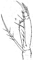 Espèce Farranula gibbula - Planche 9 de figures morphologiques