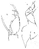 Espèce Corycaeus (Onychocorycaeus) ovalis - Planche 8 de figures morphologiques