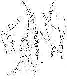 Espèce Corycaeus (Ditrichocorycaeus) andrewsi - Planche 9 de figures morphologiques