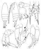 Species Undeuchaeta incisa - Plate 4 of morphological figures