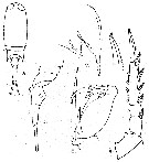Espèce Corycaeus (Ditrichocorycaeus) erythraeus - Planche 8 de figures morphologiques