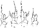 Espèce Oithona fallax - Planche 6 de figures morphologiques