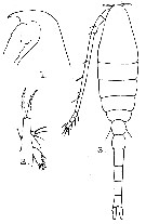 Species Oithona fallax - Plate 5 of morphological figures