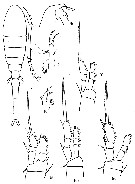 Espèce Oithona decipiens - Planche 5 de figures morphologiques