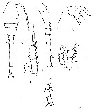 Espèce Oithona attenuata - Planche 12 de figures morphologiques