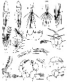 Espèce Acartiella natalensis - Planche 1 de figures morphologiques