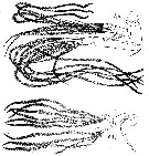 Species Euaugaptilus filigerus - Plate 10 of morphological figures
