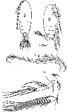 Espèce Archescolecithrix auropecten - Planche 5 de figures morphologiques