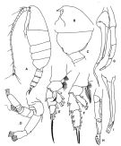 Espèce Valdiviella oligarthra - Planche 3 de figures morphologiques