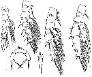 Species Archescolecithrix auropecten - Plate 7 of morphological figures