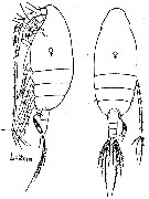 Species Scolecithricella vittata - Plate 9 of morphological figures