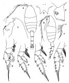 Espèce Valdiviella brevicornis - Planche 1 de figures morphologiques