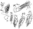 Species Scolecithricella dentata - Plate 13 of morphological figures