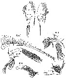 Espèce Archescolecithrix auropecten - Planche 8 de figures morphologiques