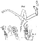 Espèce Archescolecithrix auropecten - Planche 9 de figures morphologiques
