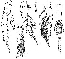 Species Archescolecithrix auropecten - Plate 10 of morphological figures