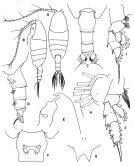 Species Valdiviella insignis - Plate 1 of morphological figures