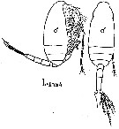 Species Scaphocalanus longifurca - Plate 4 of morphological figures