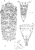 Espce Andromastax muricatus - Planche 2 de figures morphologiques