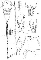 Espce Andromastax muricatus - Planche 3 de figures morphologiques