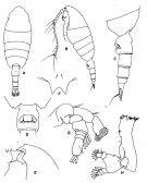 Espèce Valdiviella minor - Planche 1 de figures morphologiques
