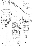 Species Andromastax muricatus - Plate 5 of morphological figures
