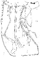 Espce Andromastax muricatus - Planche 6 de figures morphologiques
