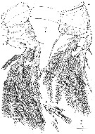 Espce Andromastax muricatus - Planche 10 de figures morphologiques