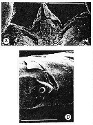 Espce Andromastax muricatus - Planche 11 de figures morphologiques