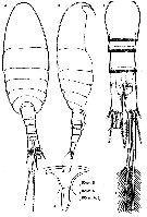 Espce Badijella jalzici - Planche 1 de figures morphologiques
