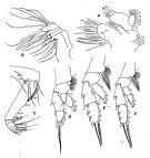 Espèce Valdiviella minor - Planche 2 de figures morphologiques