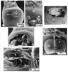 Species Pleuromamma abdominalis - Plate 7 of morphological figures