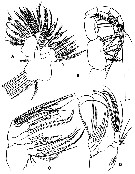 Espèce Gaussia intermedia - Planche 3 de figures morphologiques