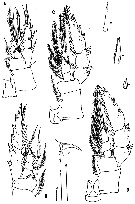 Espèce Gaussia intermedia - Planche 4 de figures morphologiques