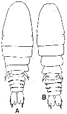 Espèce Sapphirina angusta - Planche 8 de figures morphologiques