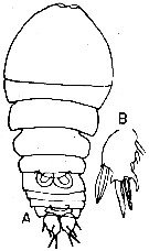 Espèce Sapphirina pyrosomatis - Planche 2 de figures morphologiques