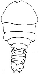 Espèce Sapphirina auronitens - Planche 1 de figures morphologiques