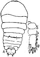 Species Sapphirina auronitens - Plate 2 of morphological figures