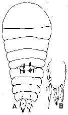 Espèce Sapphirina nigromaculata - Planche 5 de figures morphologiques