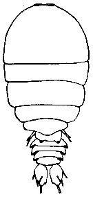 Species Sapphirina vorax - Plate 1 of morphological figures