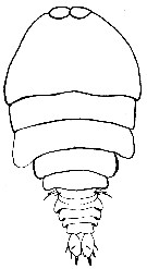 Species Sapphirina maculosa - Plate 1 of morphological figures